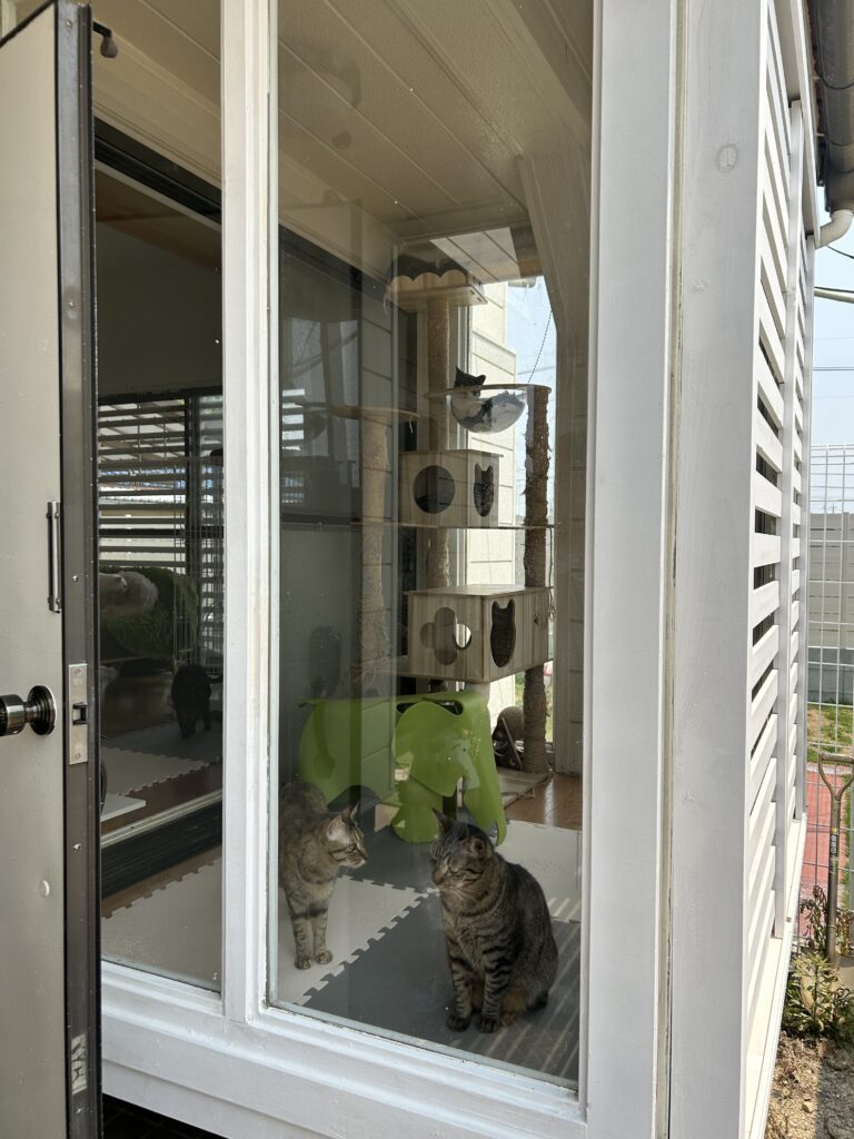 検査陽性の猫ちゃんたちの部屋を外から見た写真