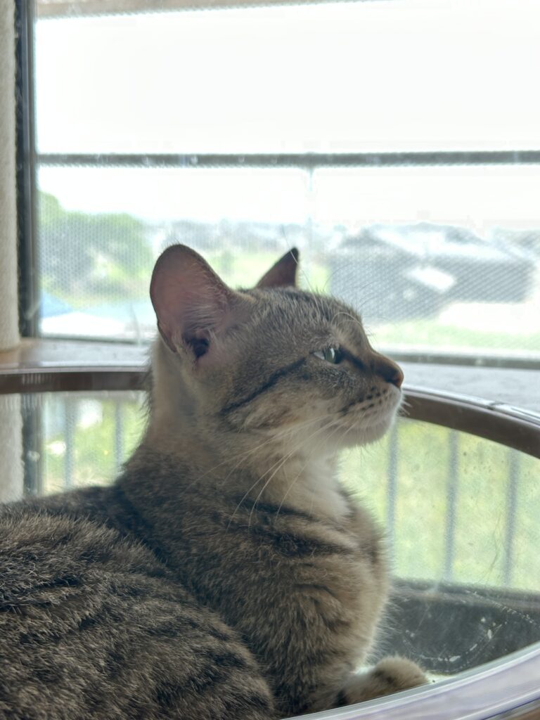 Equal Life(エクアルライフ)さん施設内のキャットタワーでくつろぐ猫ちゃん。