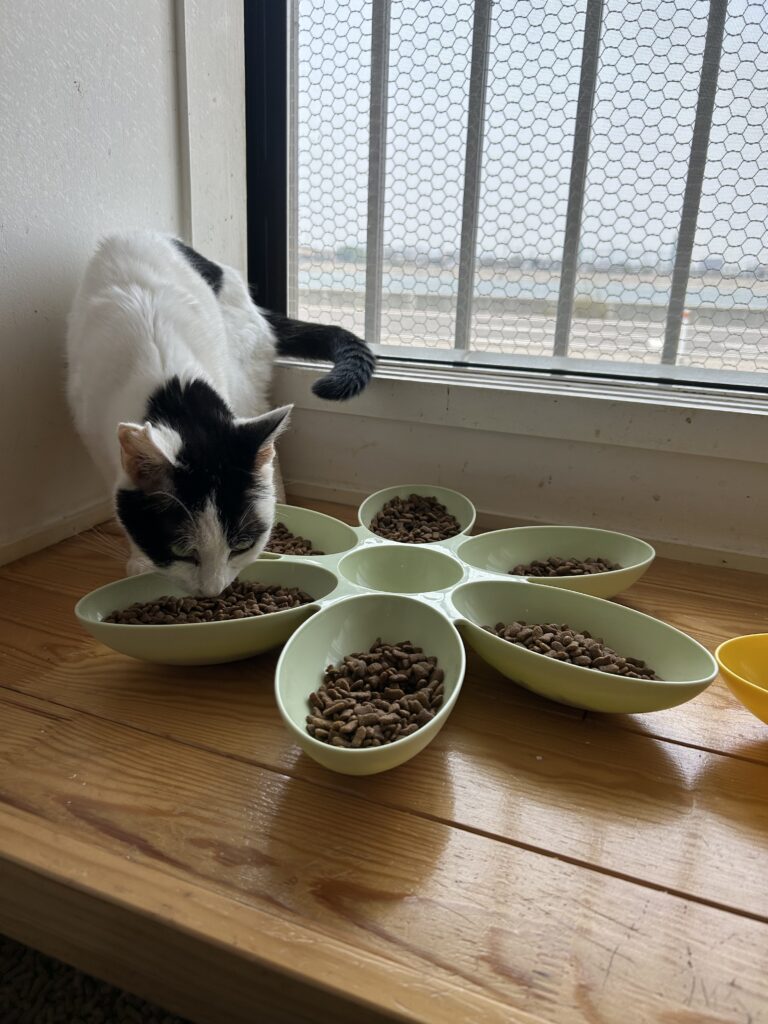 Equal Life(エクアルライフ)さん施設内のご飯置き場でもりもりご飯を食べる猫ちゃん。