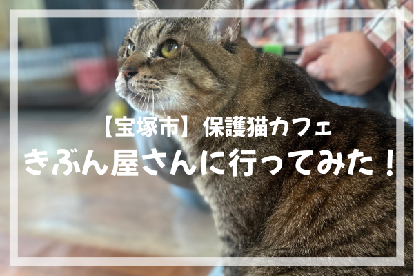 保護猫ふれあいカフェ　きぶん屋　行ってみた